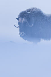 Boeuf musqué - Hiver 062