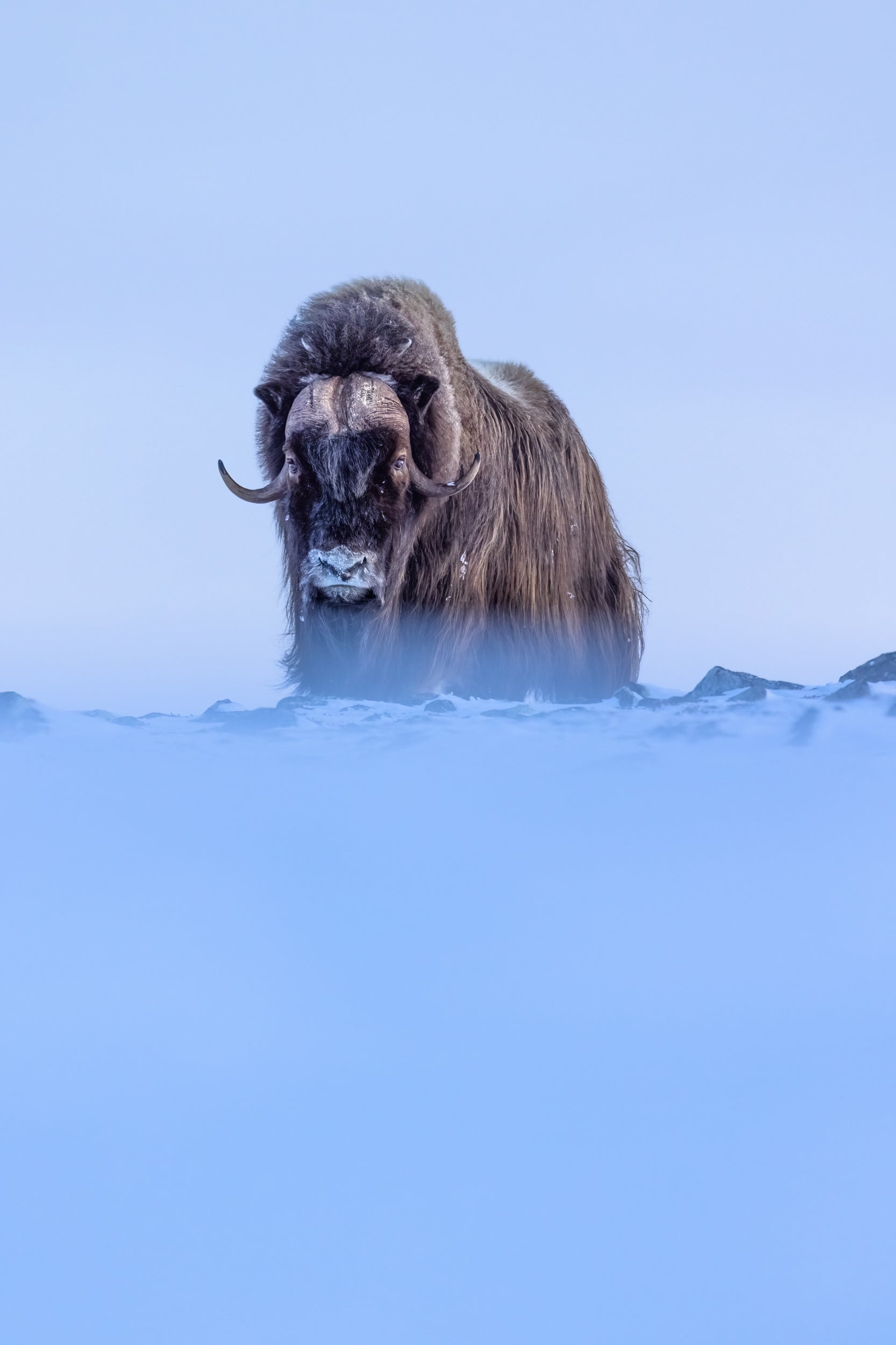 Boeuf musqué - Hiver 064