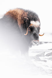 Boeuf musqué - Hiver 069