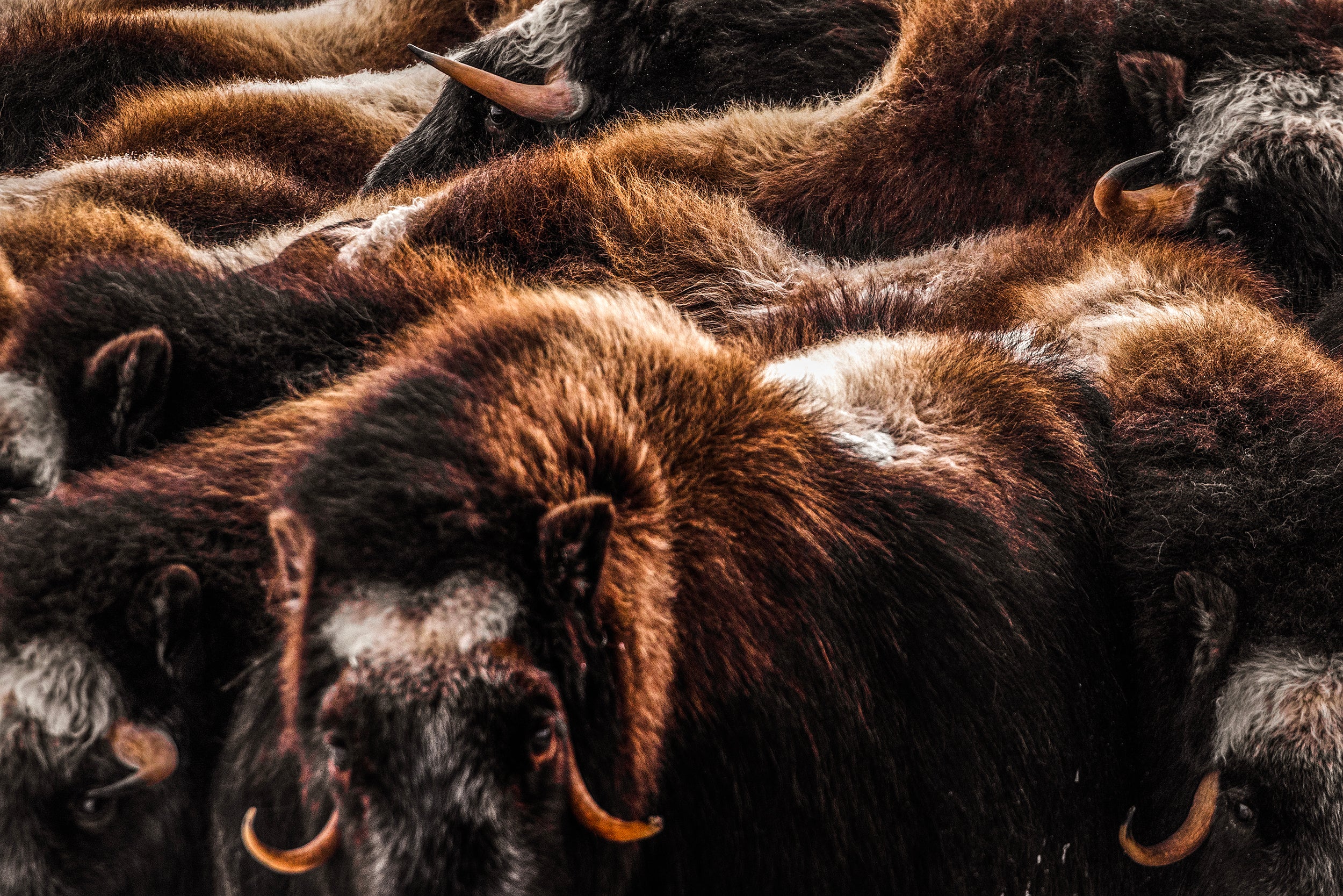 Boeuf musqué - Hiver 070