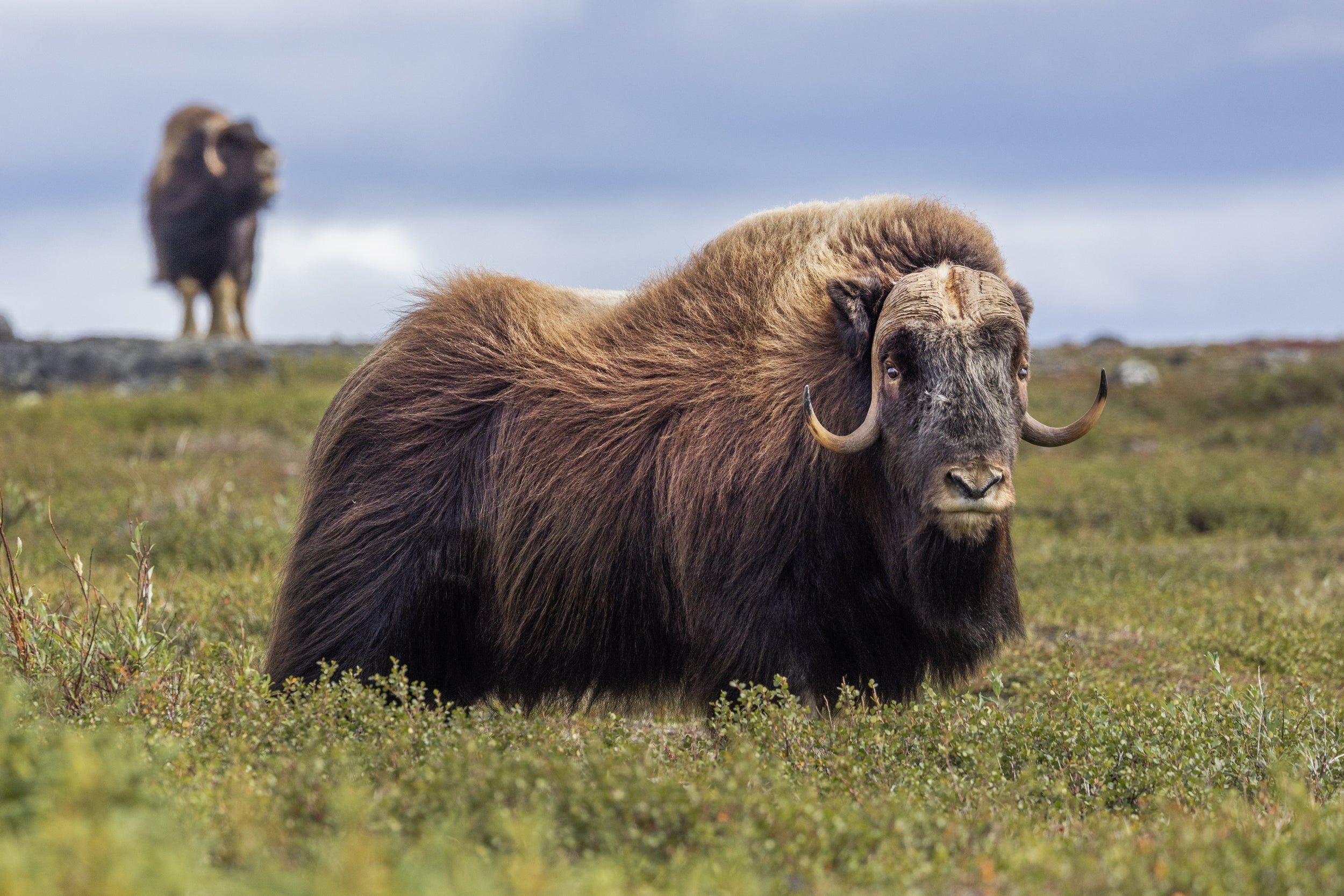 Boeuf musqué - Été 102