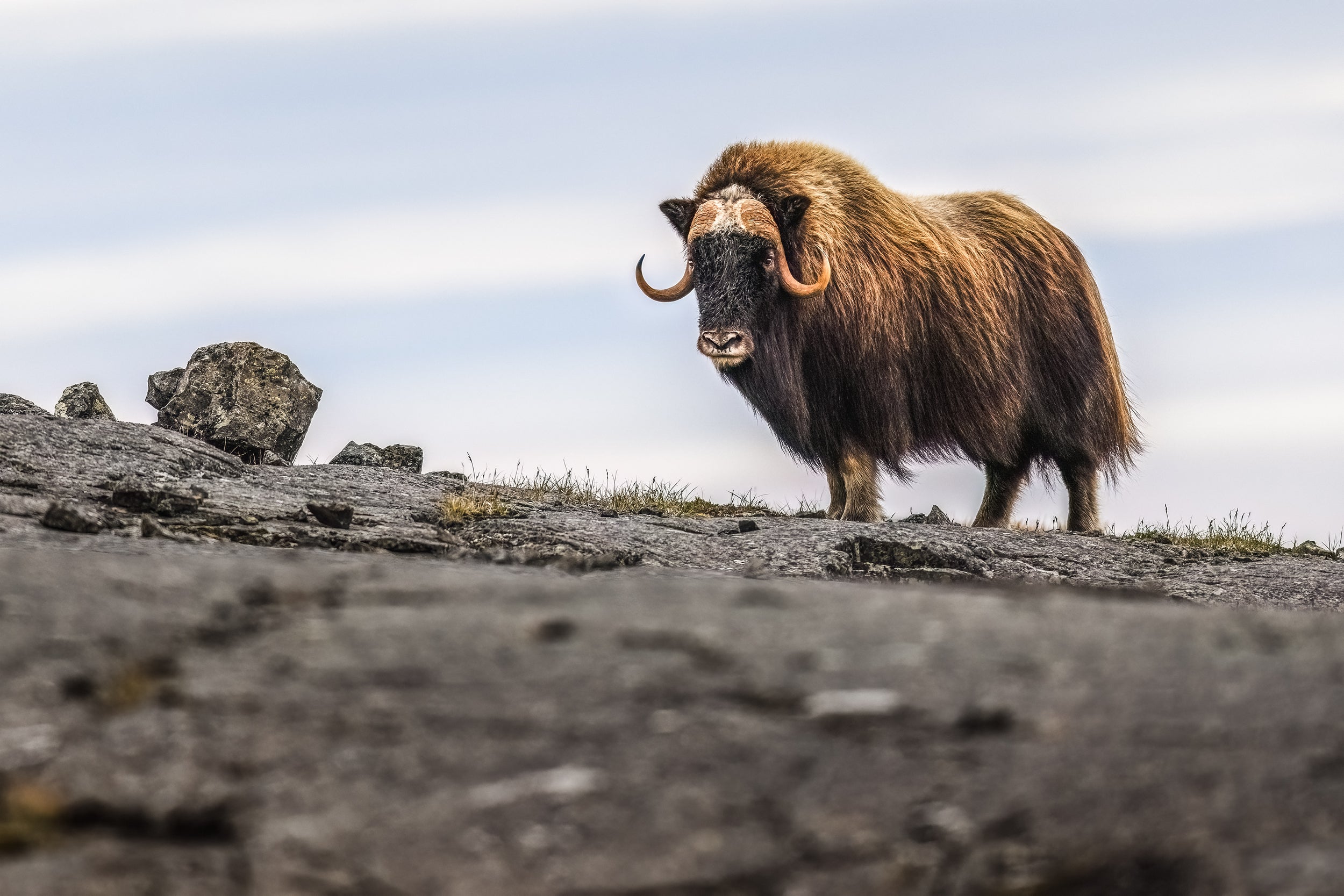 Boeuf musqué - Été 104