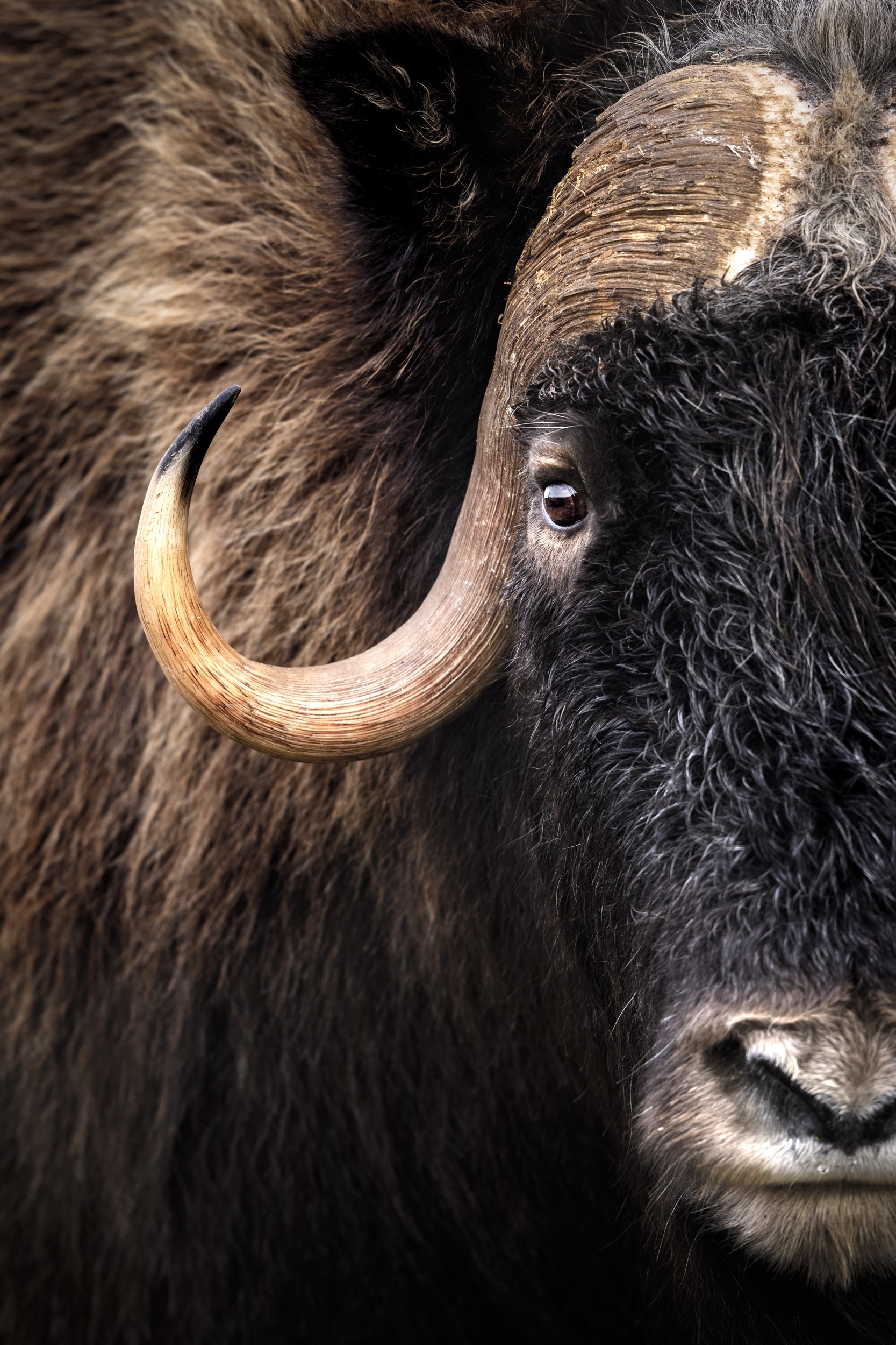 Boeuf musqué - Été 003