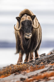 Boeuf musqué - Été 004