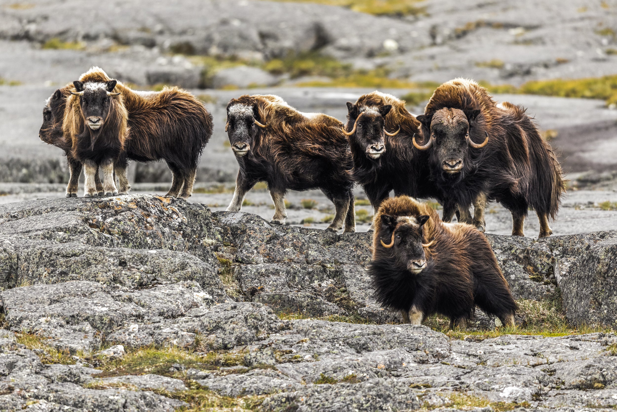 Boeuf musqué - Été 005