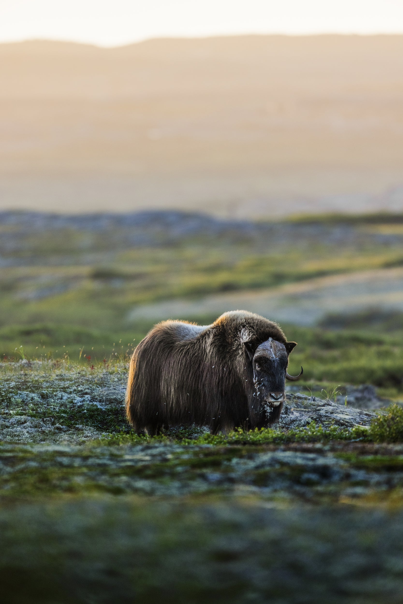 Boeuf musqué - Été 006