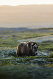 Boeuf musqué - Été 006