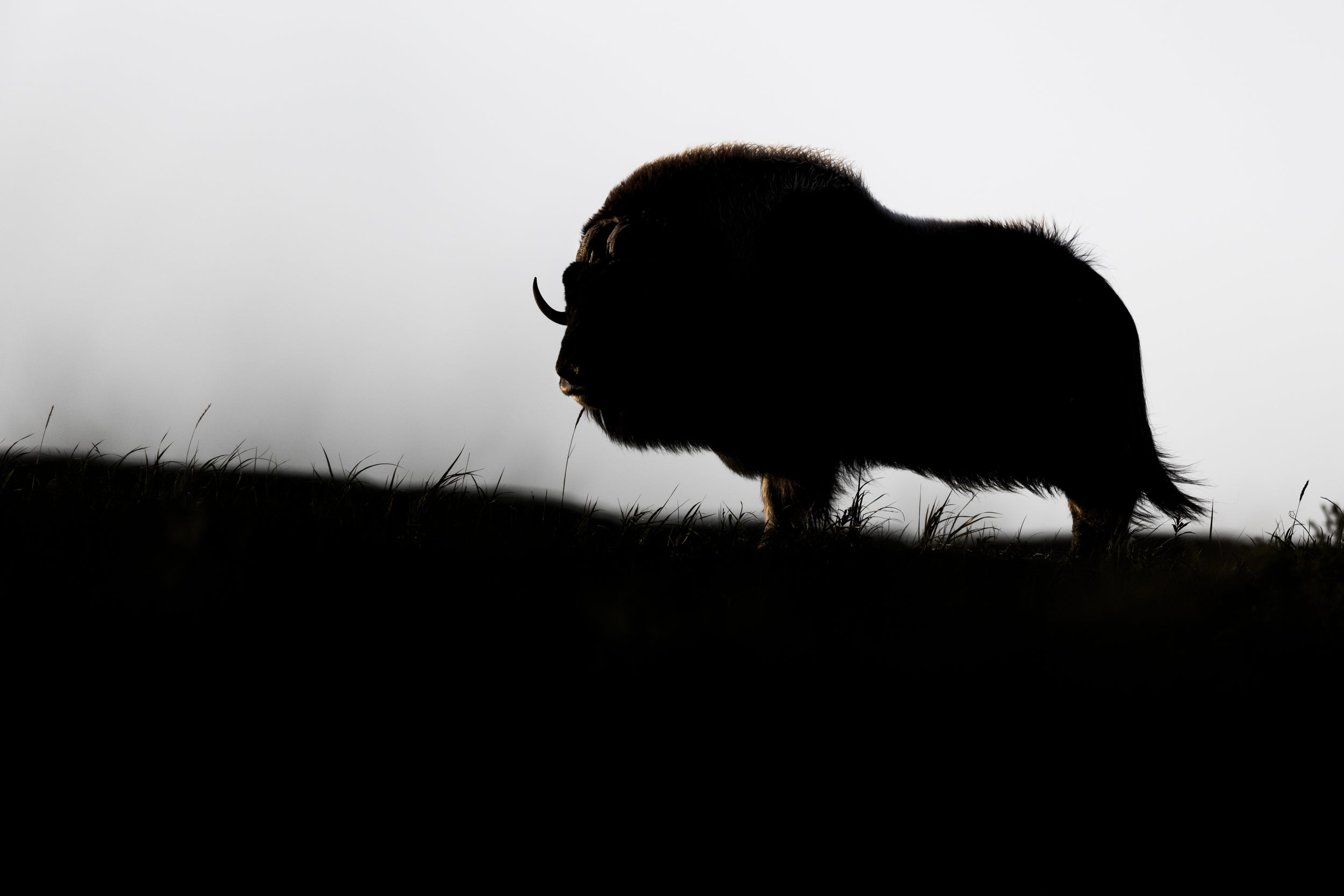 Boeuf musqué - Été 009