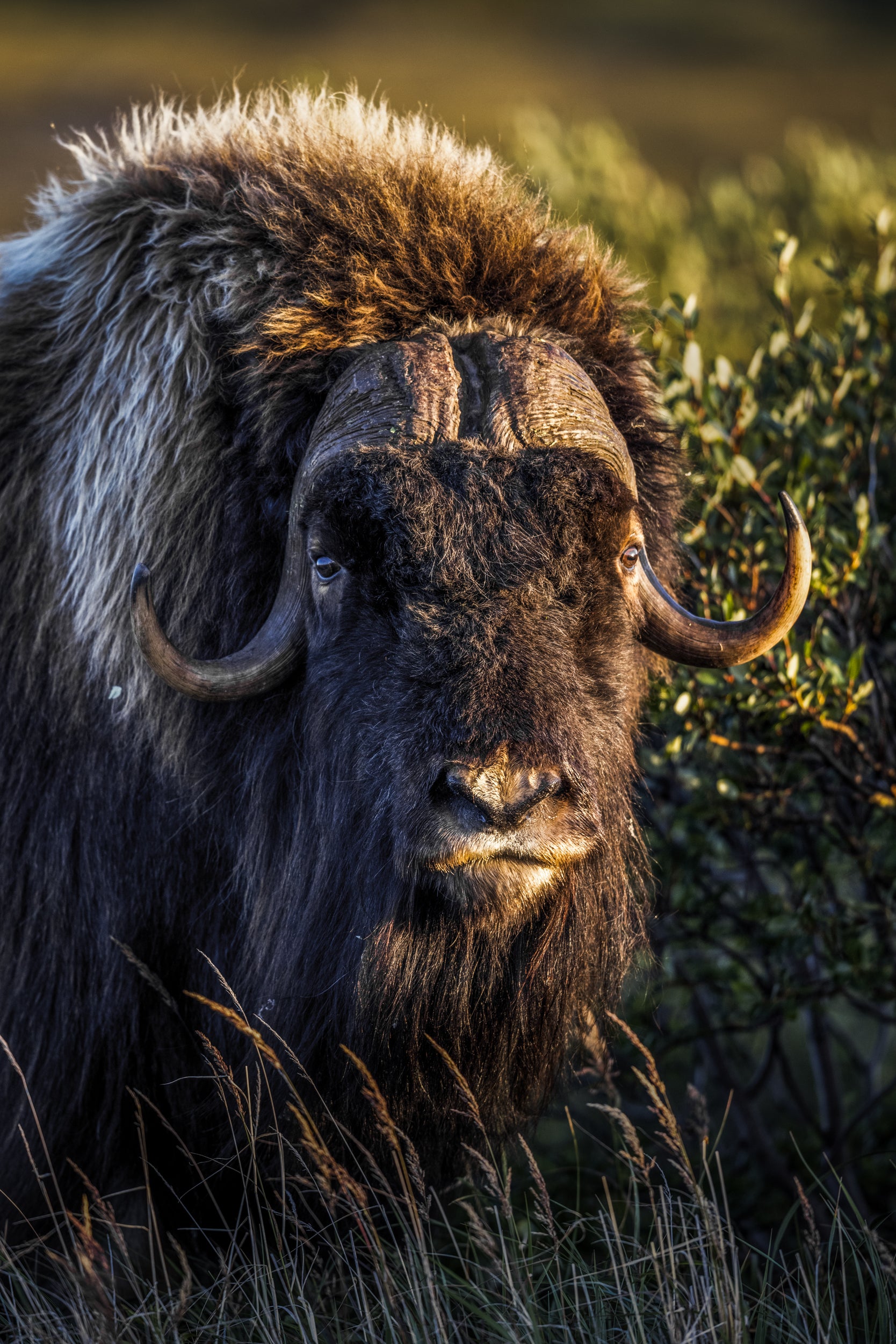 Boeuf musqué - Été 011