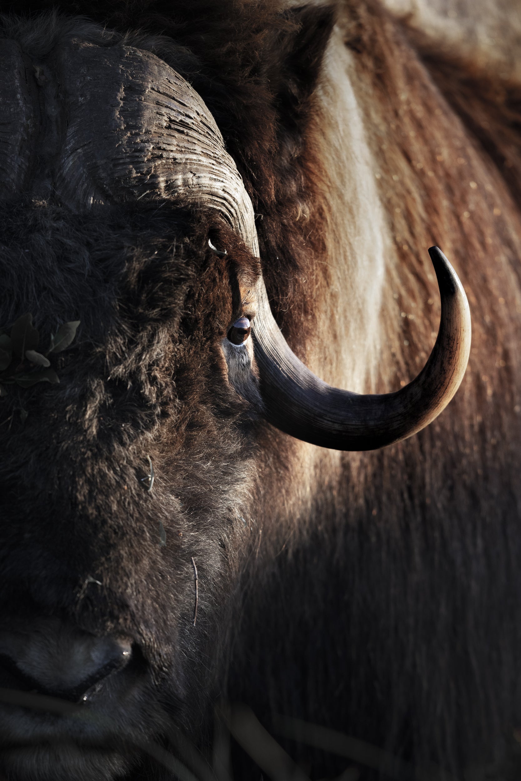 Boeuf musqué - Été 012