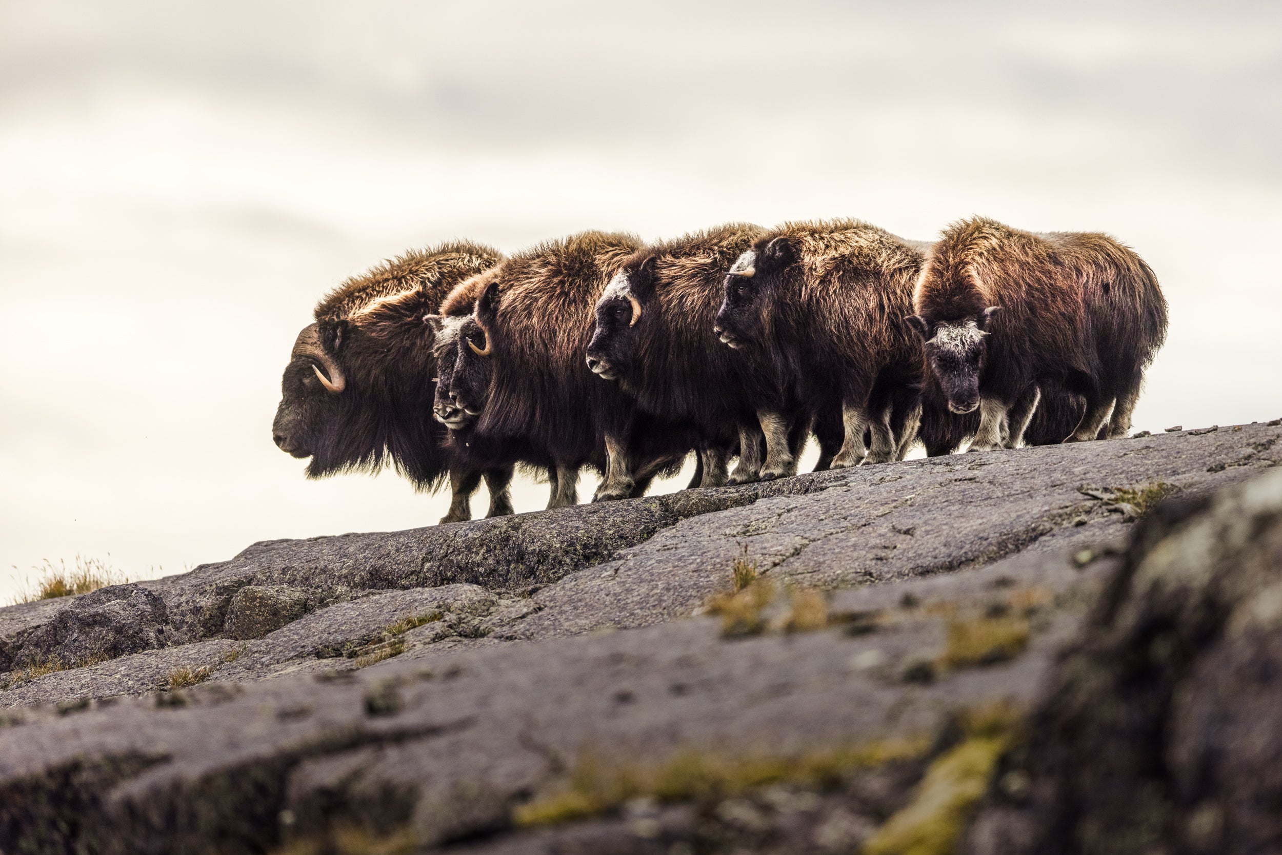 Boeuf musqué - Été 016