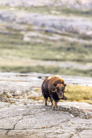 Boeuf musqué - Été 017