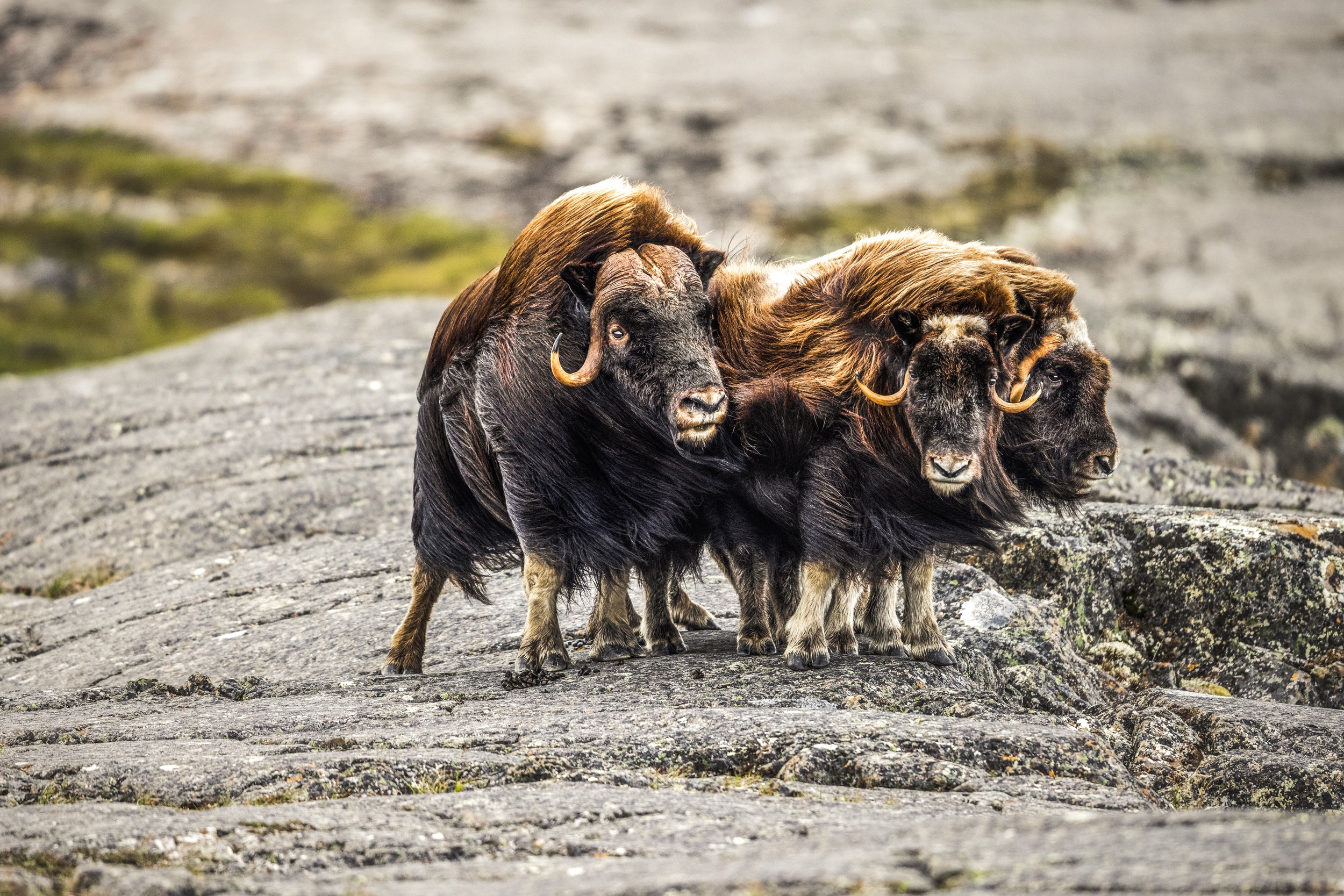 Boeuf musqué - Été 019