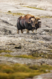 Boeuf musqué - Été 020