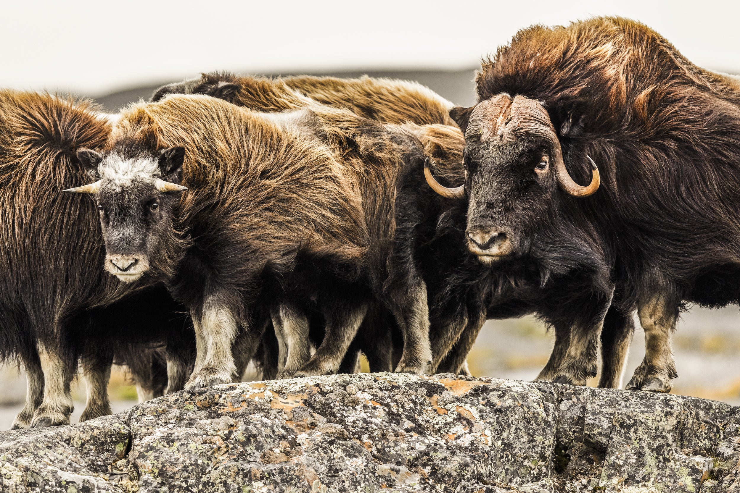 Boeuf musqué - Été 021