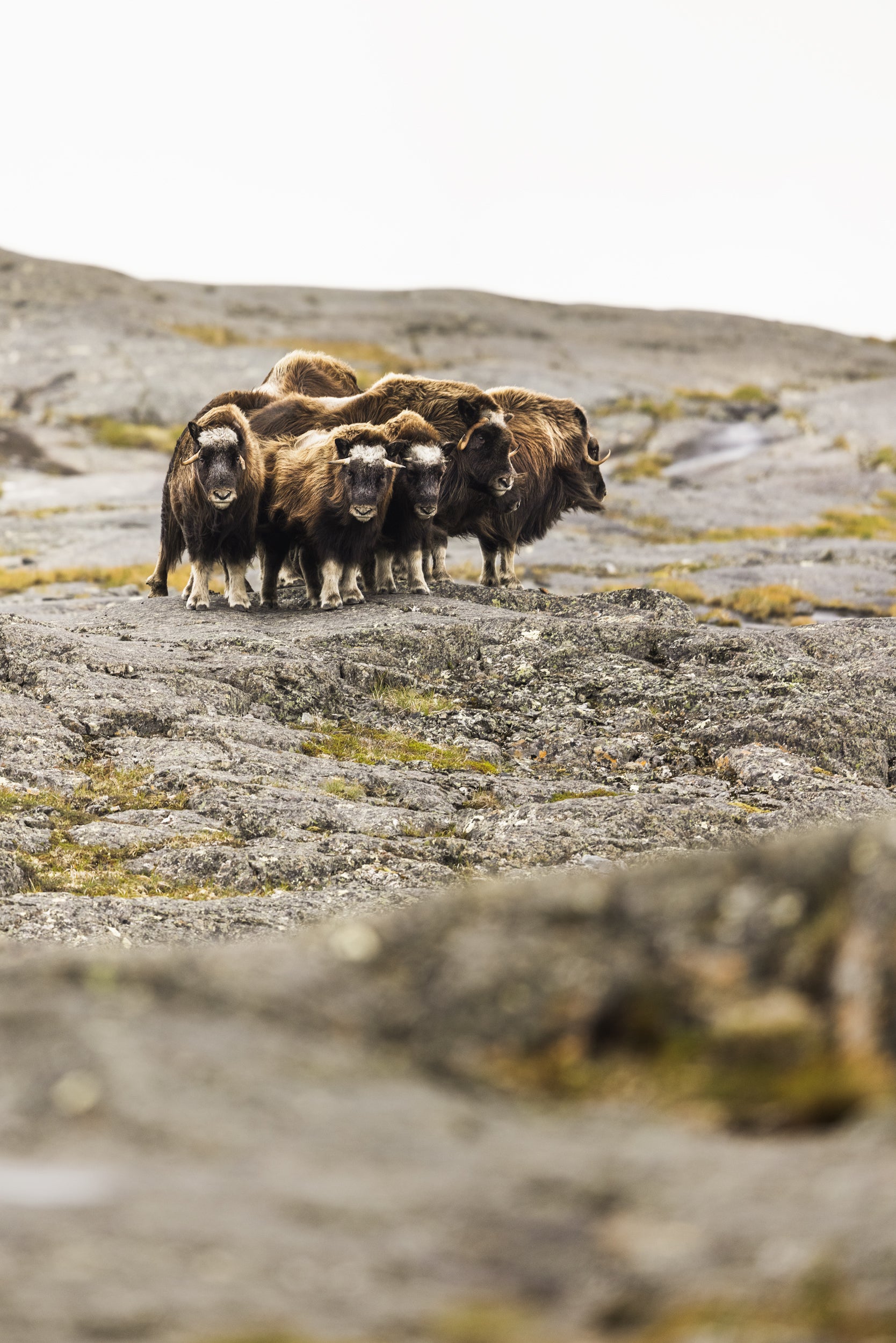 Boeuf musqué - Été 023