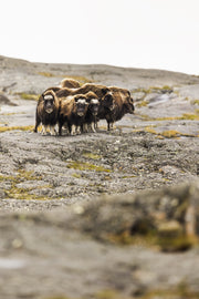 Boeuf musqué - Été 023