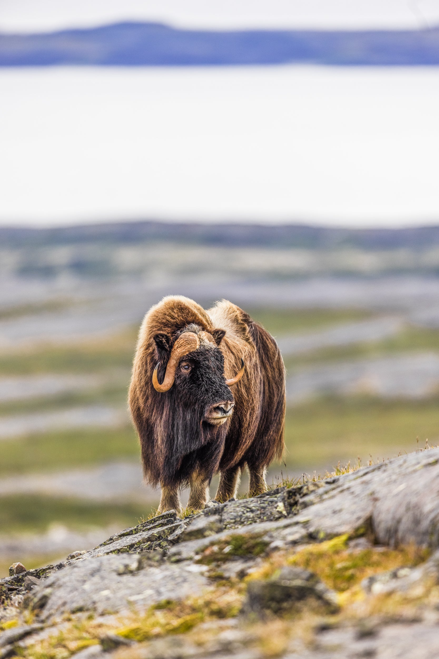 Boeuf musqué - Été 037