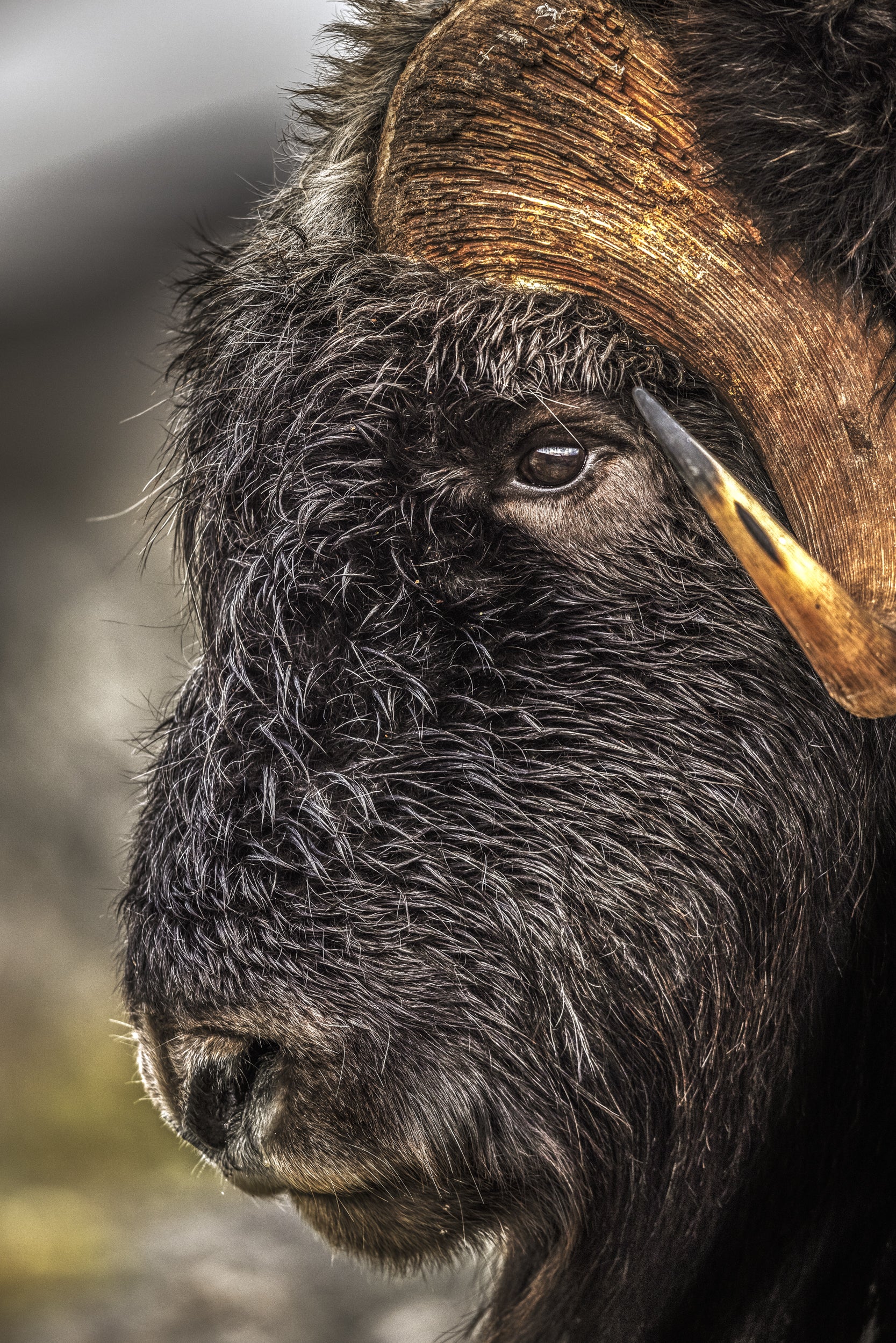 Boeuf musqué - Été 041