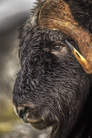 Boeuf musqué - Été 041