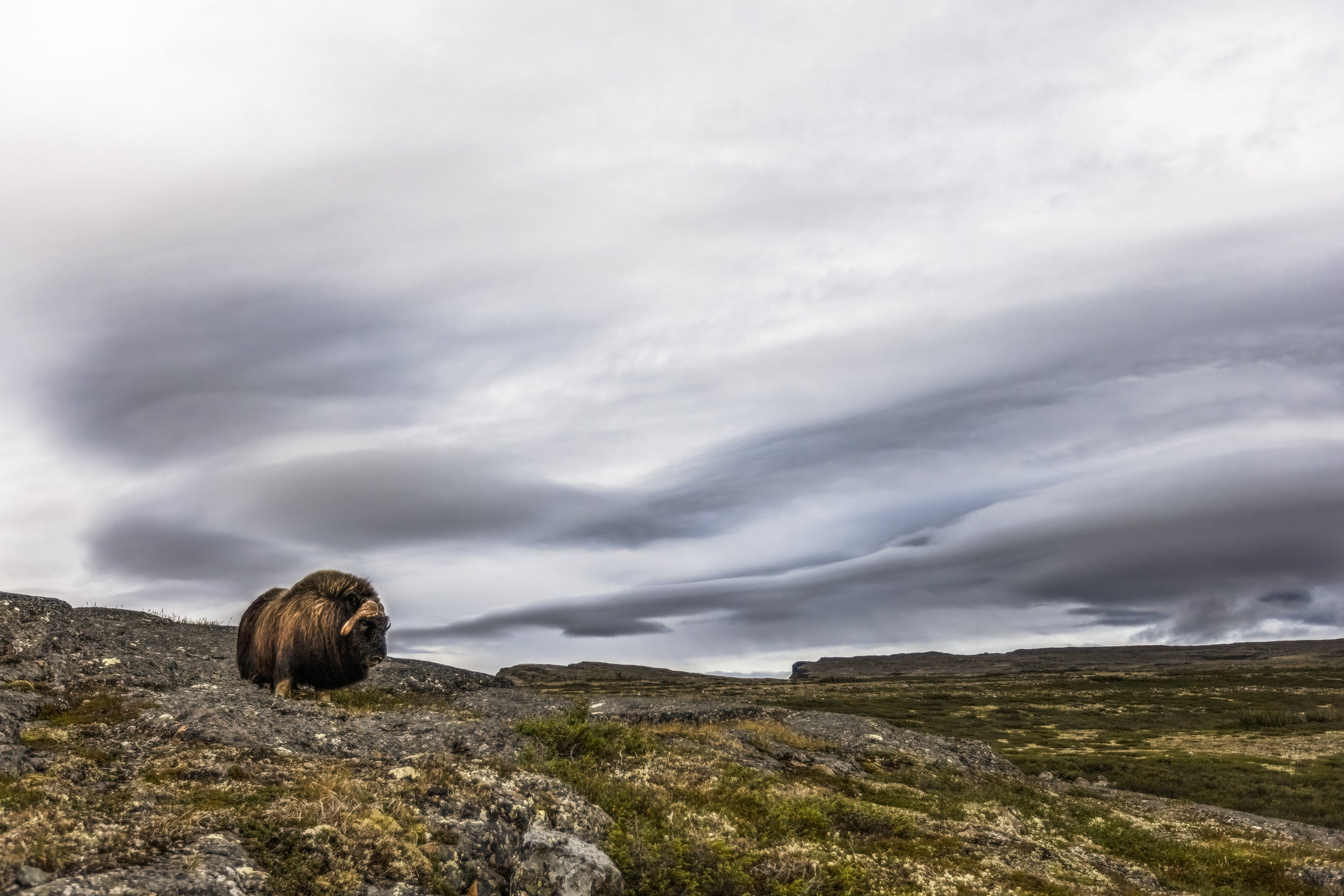 Boeuf musqué - Été 044