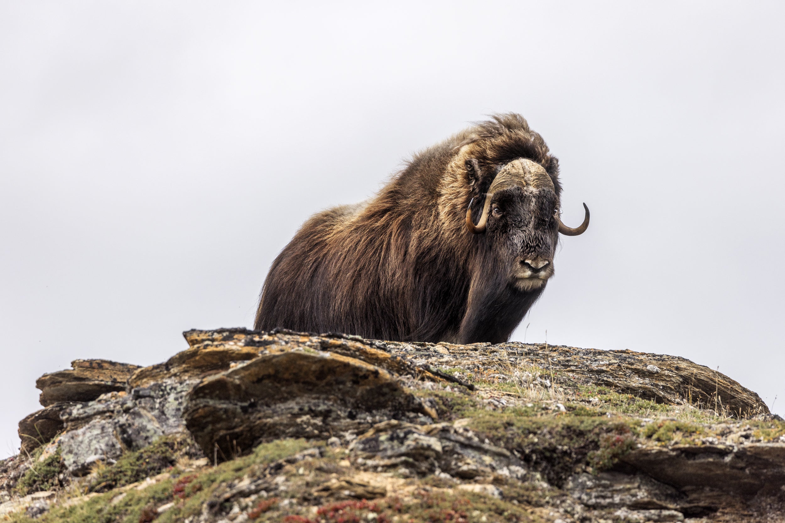 Boeuf musqué - Été 052