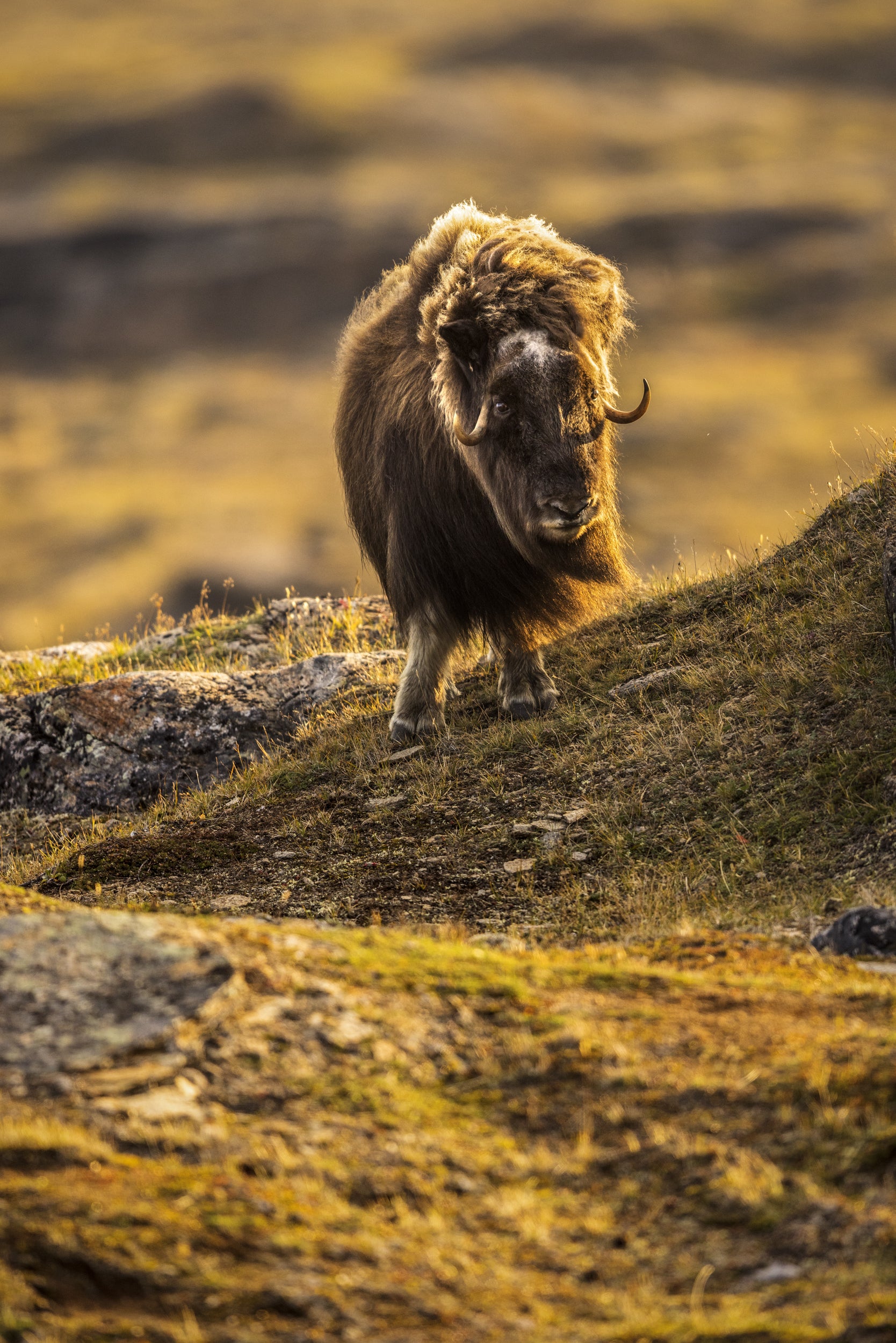 Boeuf musqué - Été 065