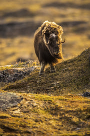 Boeuf musqué - Été 065