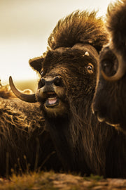 Boeuf musqué - Été 068