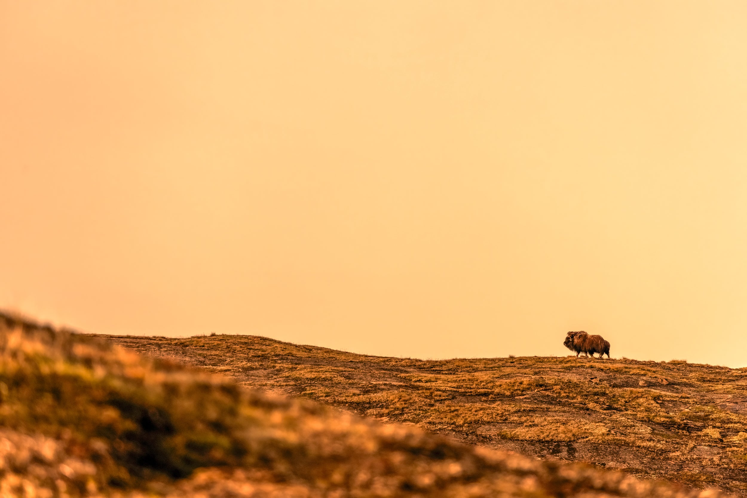 Boeuf musqué - Été 074