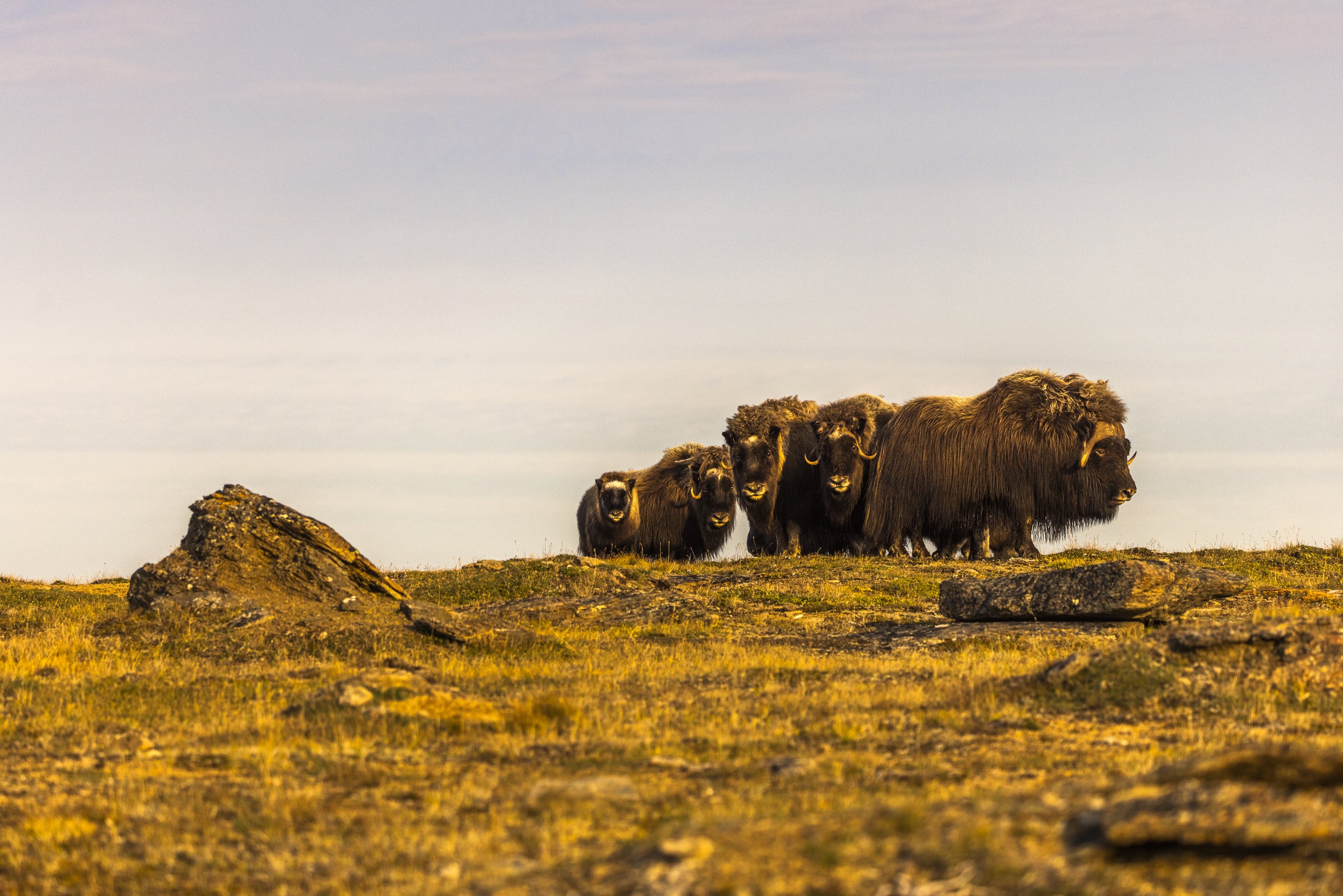 Boeuf musqué - Été 075