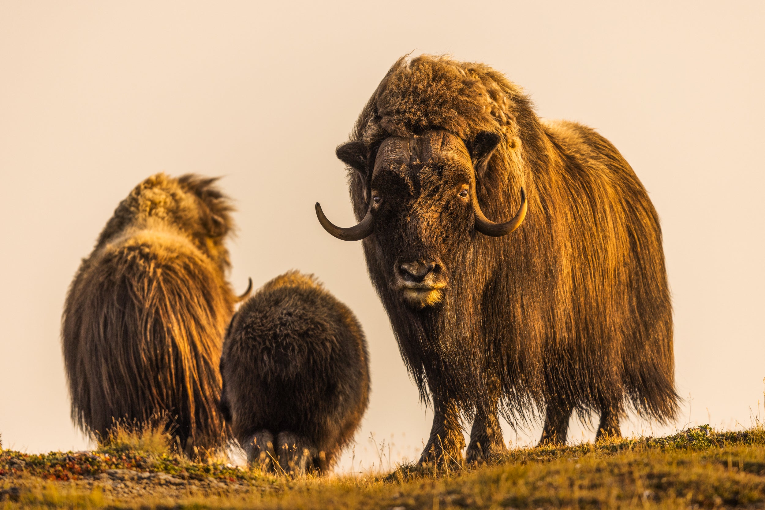 Boeuf musqué - Été 077