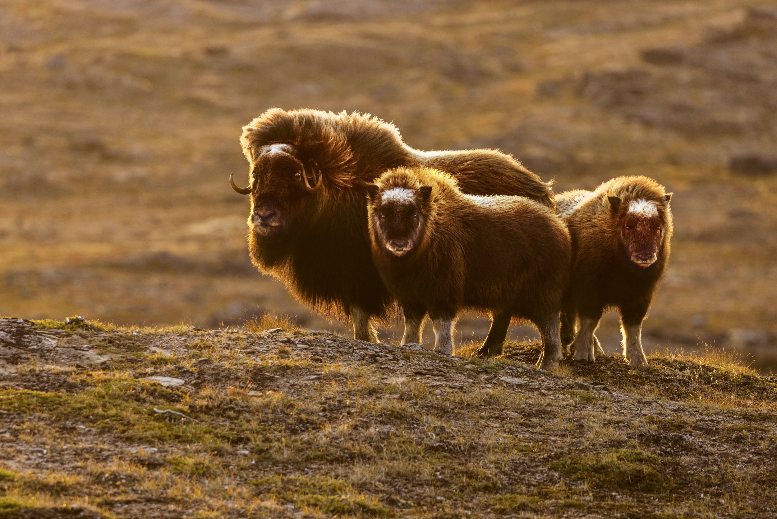 Boeuf musqué - Été 083