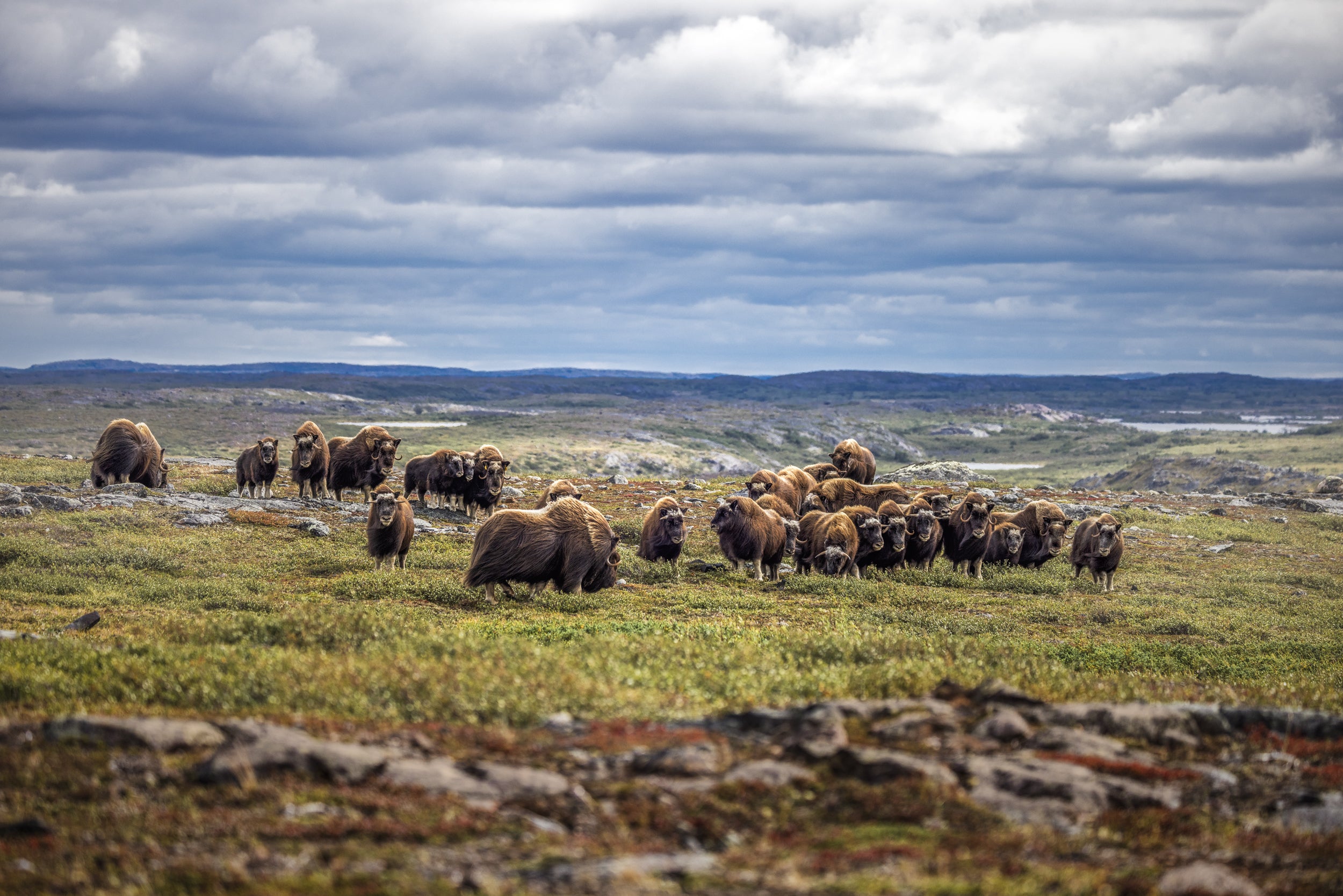 Boeuf musqué - Été 096
