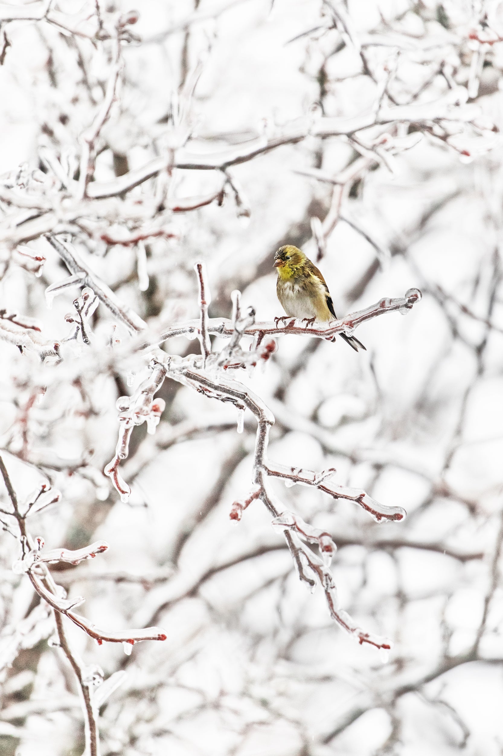 Oiseaux variés - Hiver 001