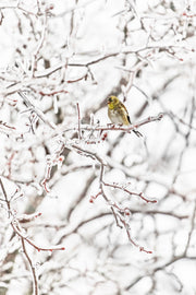 Oiseaux variés - Hiver 001