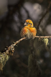 Oiseaux variés - Hiver 002