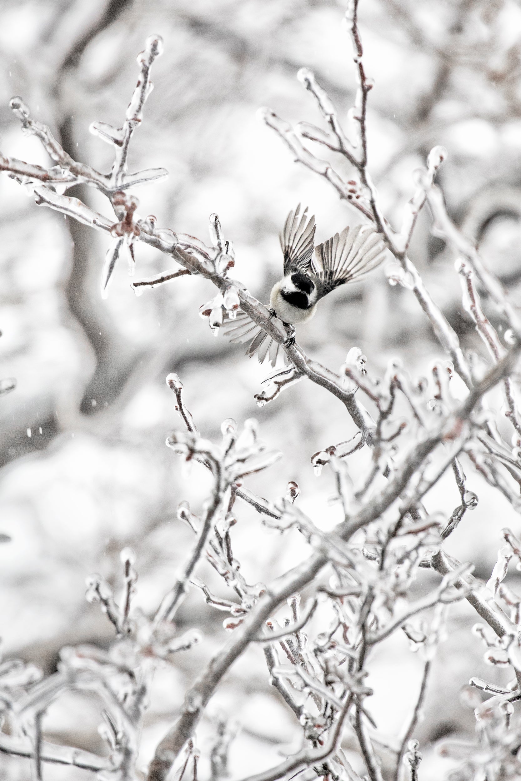 Oiseaux variés - Hiver 003