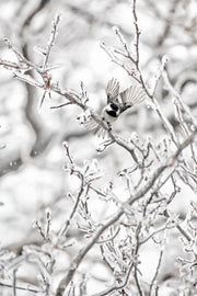 Oiseaux variés - Hiver 003