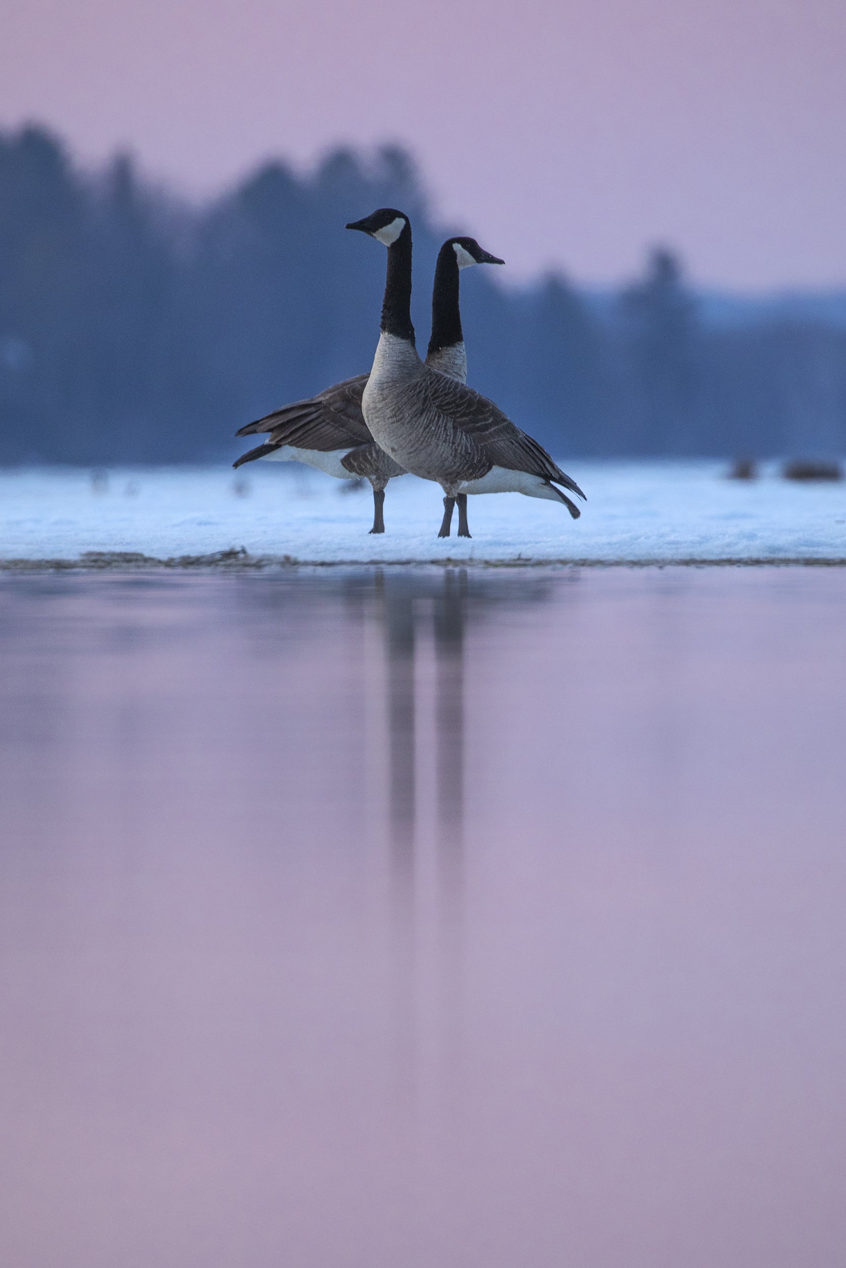 Oiseaux variés - Hiver 008