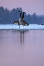 Oiseaux variés - Hiver 008