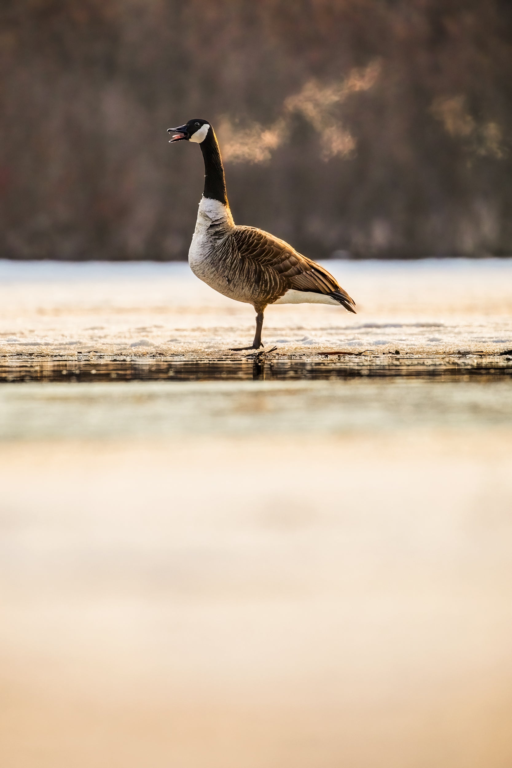 Oiseaux variés - Hiver 010