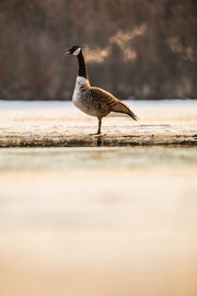 Oiseaux variés - Hiver 010