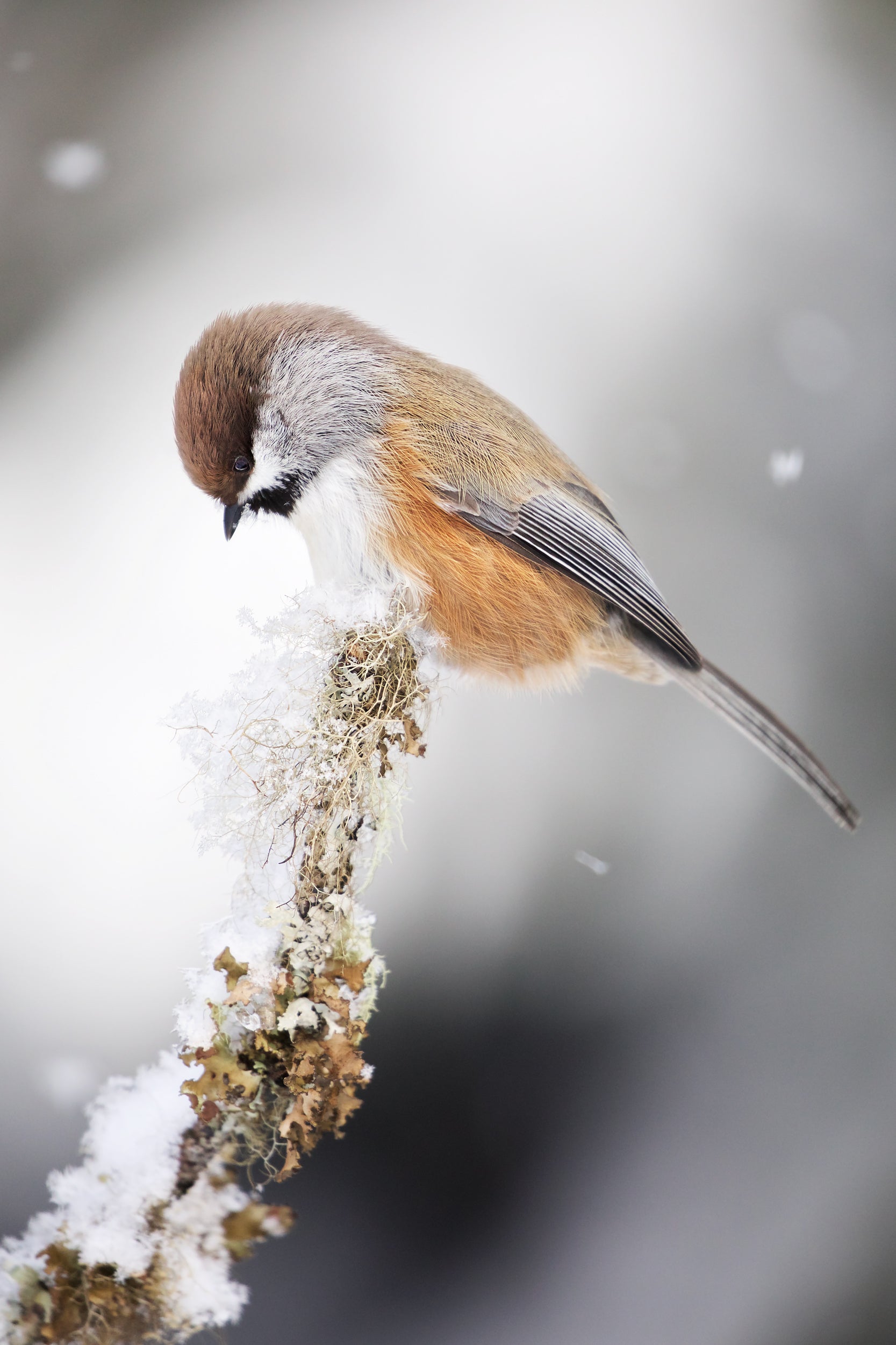 Oiseaux variés - Hiver 011