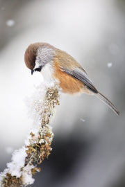 Oiseaux variés - Hiver 011