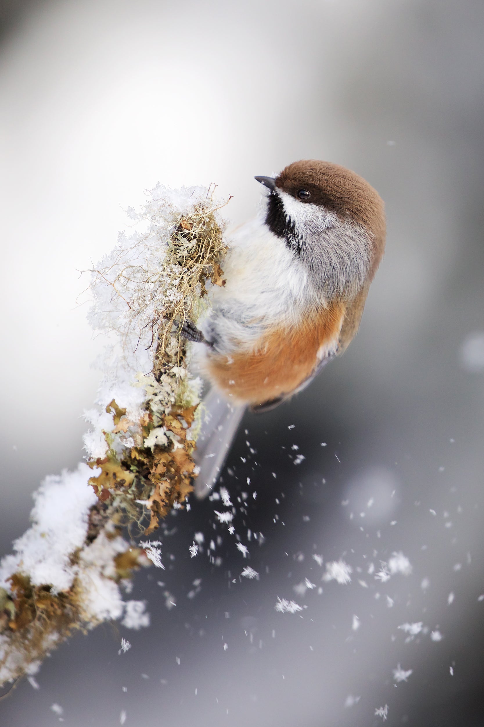 Oiseaux variés - Hiver 012