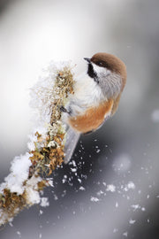 Oiseaux variés - Hiver 012