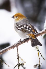 Oiseaux variés - Hiver 013