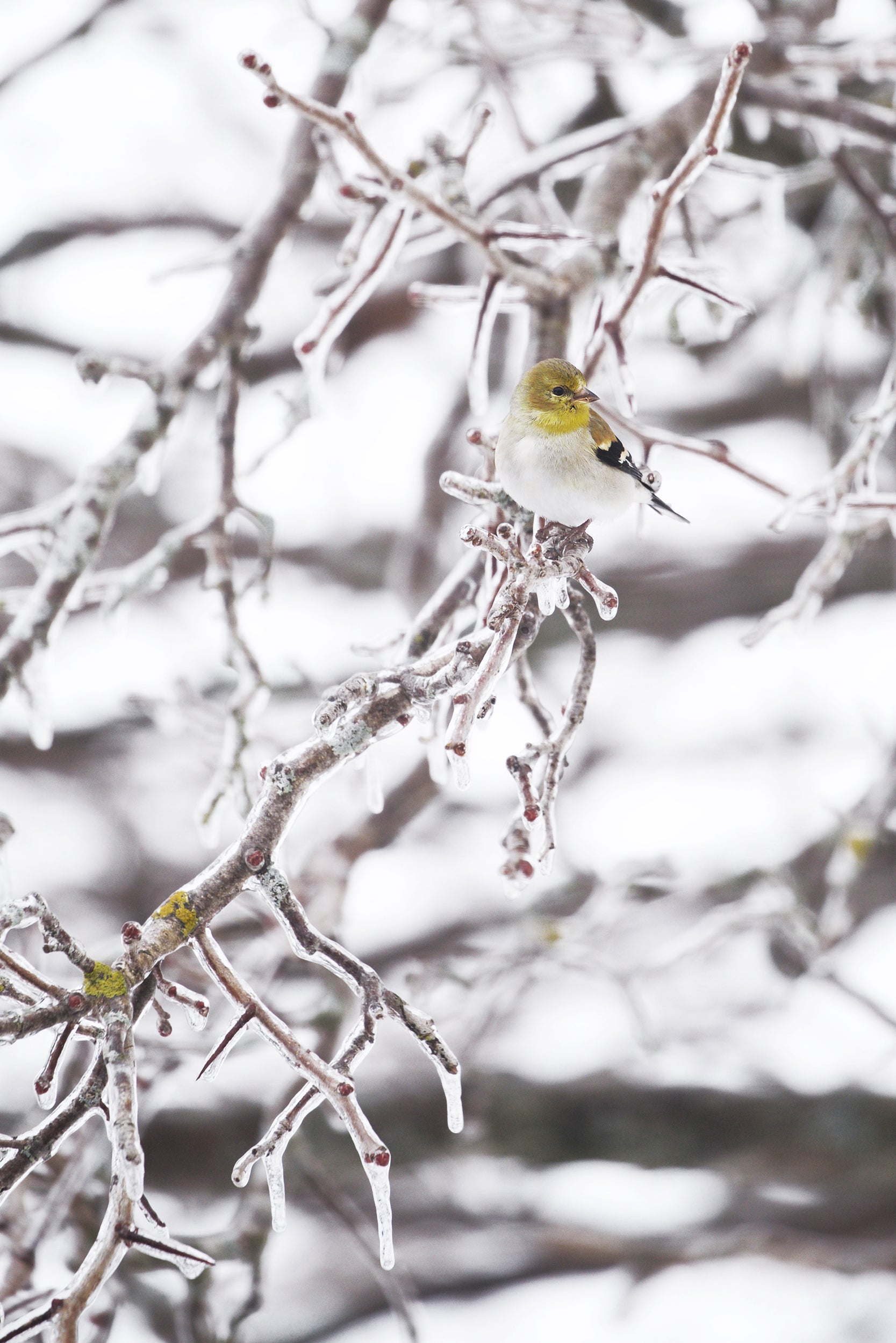 Oiseaux variés - Hiver 014