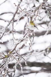 Oiseaux variés - Hiver 014